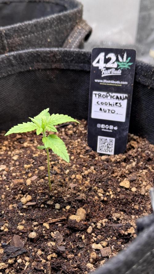 Tropicana Cookies Auto. Week 1