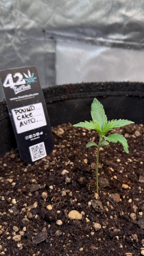 Pound Cake Auto. Week 1