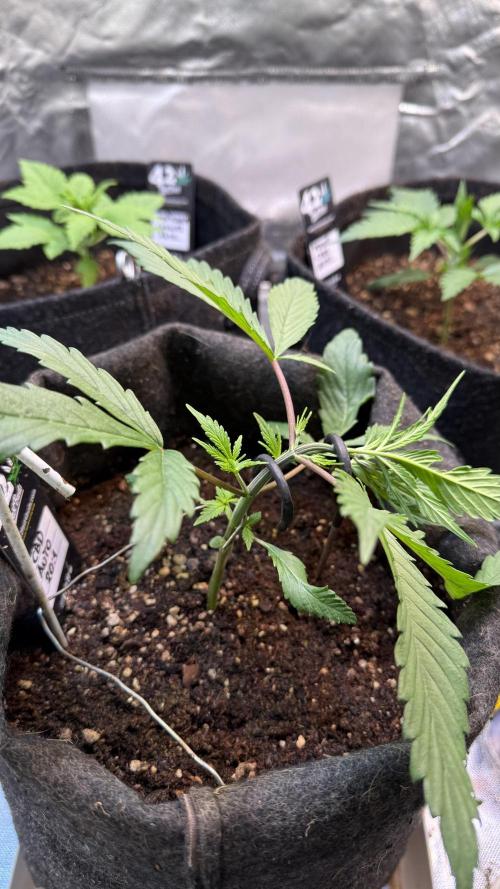 CBD AUTO 20:1. Week 2 - Día 13