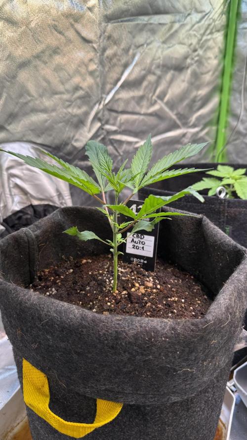 CBD AUTO 20:1. Week 2 - Día 13