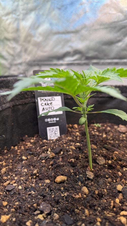 Fast Buds - Pound Cake Auto. Week 2 - Día 13