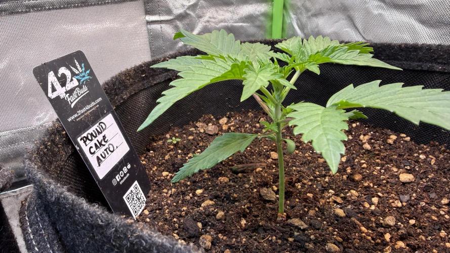 Fast Buds - Pound Cake Auto. Week 2 - Día 13