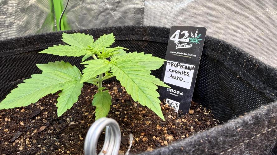 Fast Buds - Tropicana cookies Auto. Week 2 - Día 13