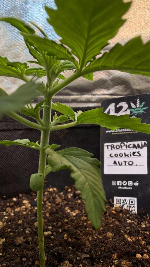Fast Buds - Tropicana cookies Auto. Week 2 - Día 13