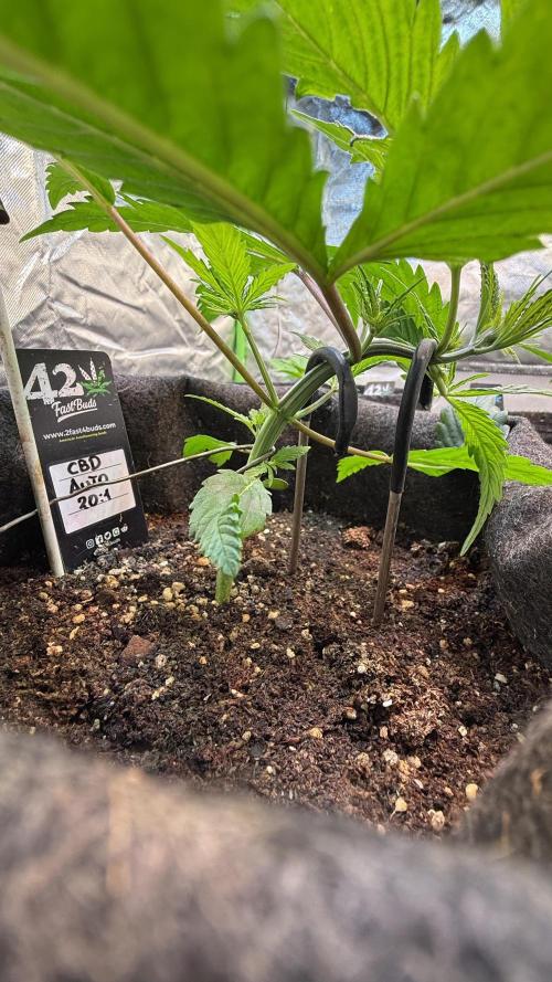 CBD AUTO 20:1. Week 2 - Día 14