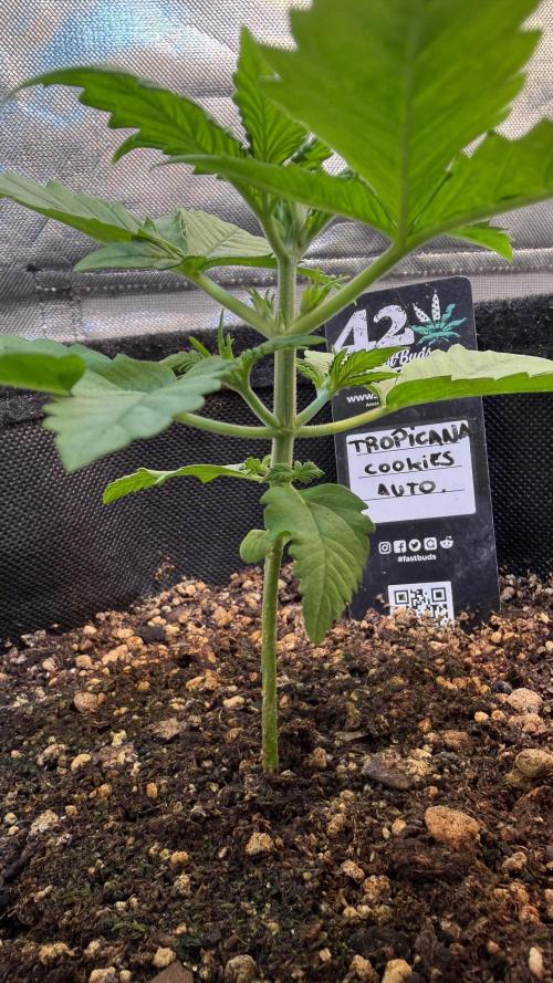 Fast Buds - Tropicana cookies Auto. Week 2