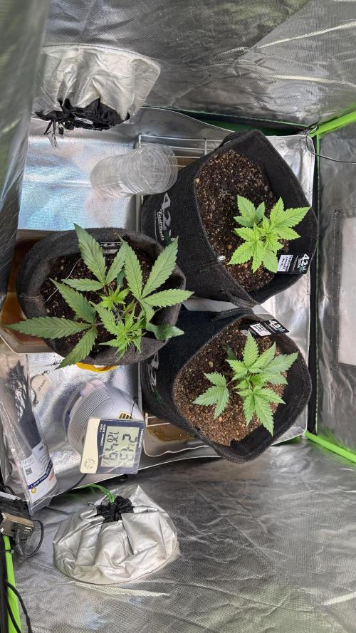 Fast Buds - Tropicana cookies Auto. Week 2
