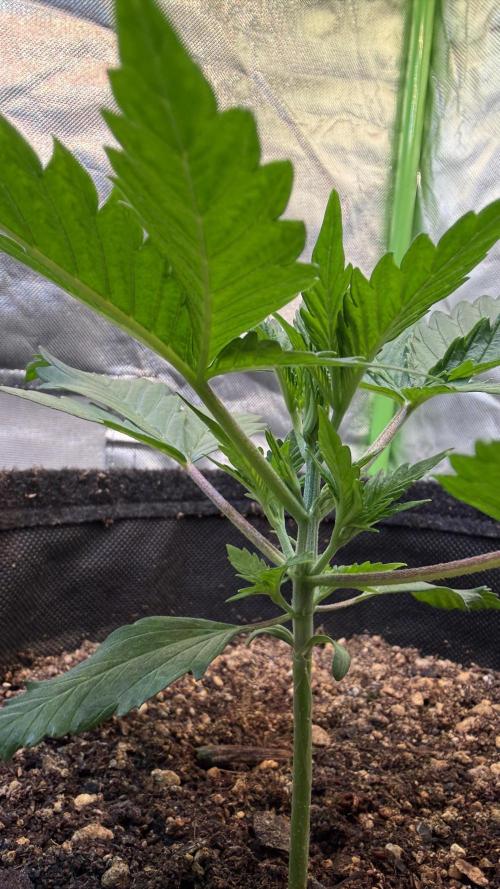 Fast Buds - Pound Cake Auto. Week 2 - Día 14