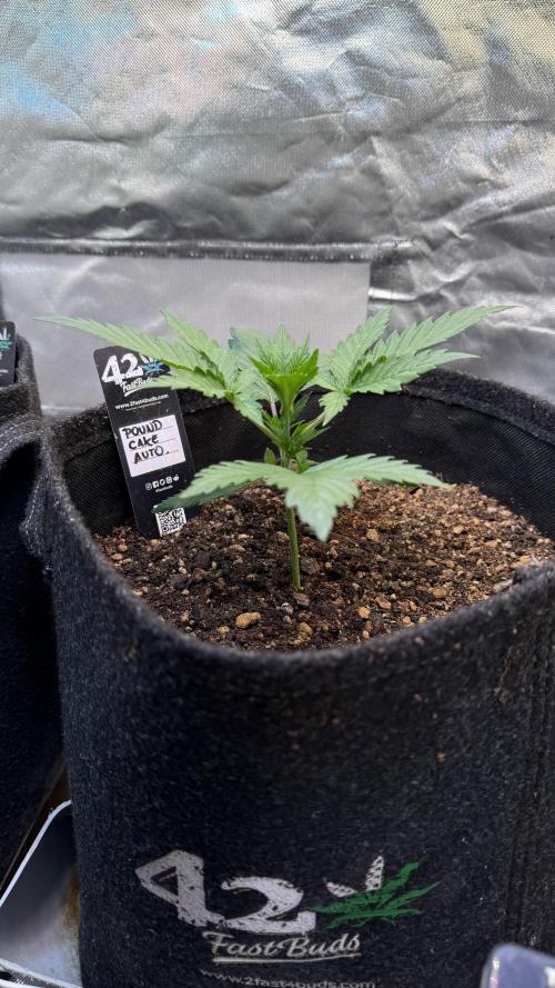 Fast Buds - Pound Cake Auto. Week 2 - Día 14