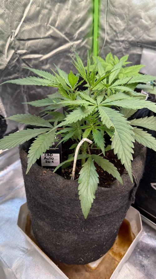 CBD AUTO 20:1. Week 3 - Día 18