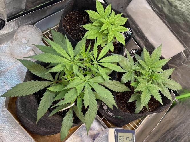 CBD Auto 20:1. Week 3