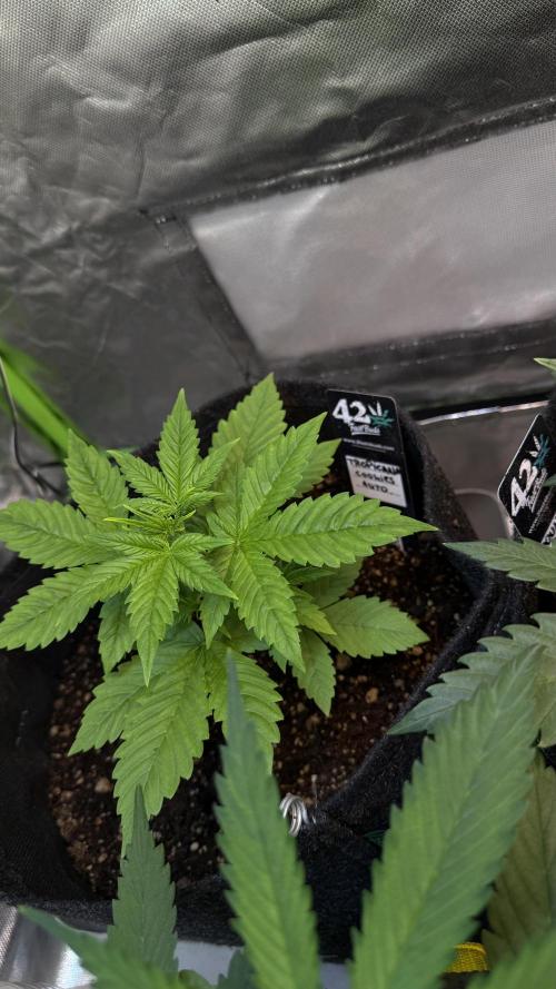Fast Buds - Tropicana cookies Auto. Week 3 - Día 18