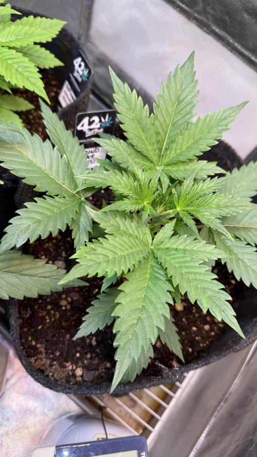 Fast Buds - Pound Cake Auto. Week 3 - Día 18
