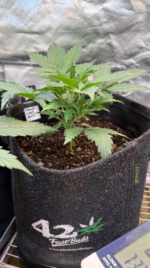 Fast Buds - Pound Cake Auto. Week 3 - Día 18