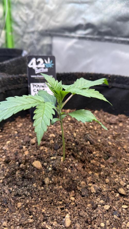 Pound Cake Auto. Week 2
