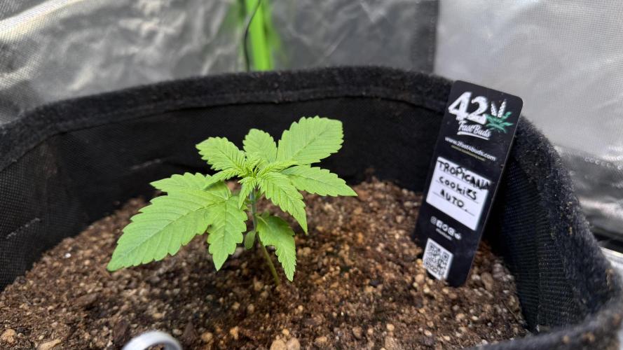 Fast Buds - Tropicana cookies Auto. Week 2 - Día 12 