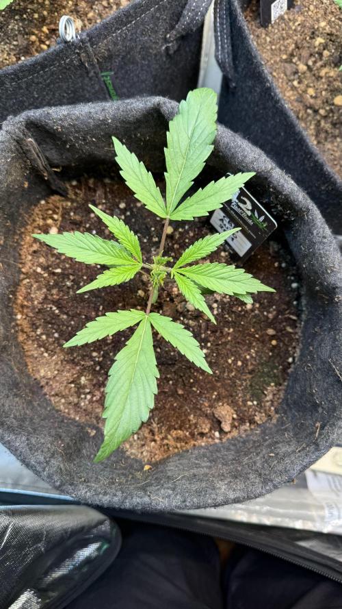 CBD Auto 20:1. Week 2