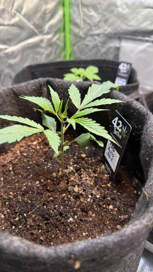 CBD AUTO 20:1. Week 2 - Día 12