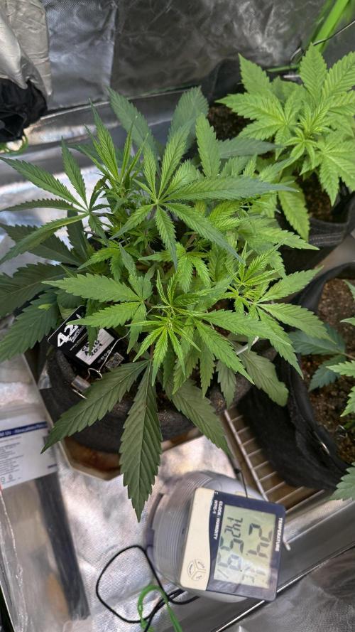 CBD AUTO 20:1. Week 3 - Día 20