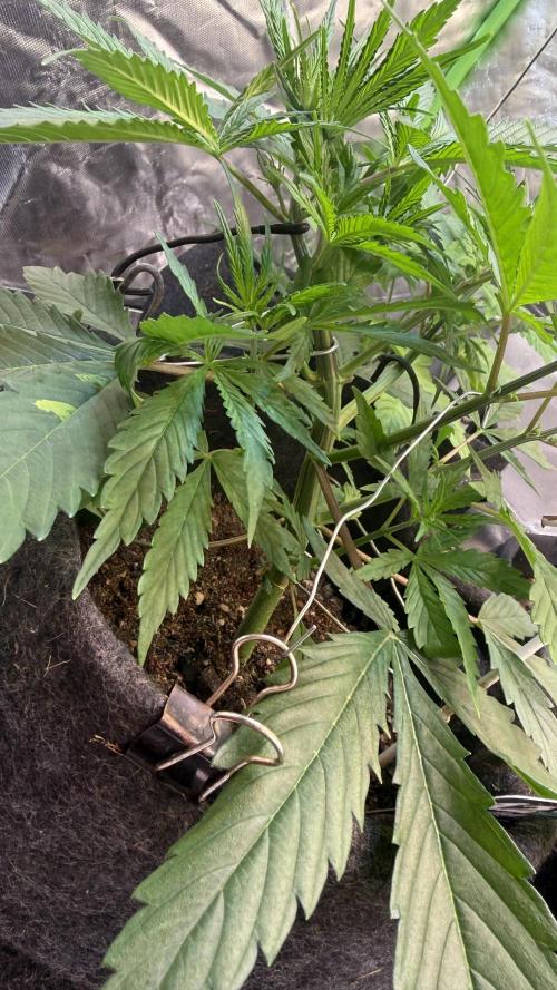 CBD Auto 20:1. Week 3