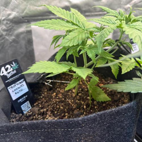 Fast Buds - Tropicana cookies Auto. Week 3 - Día 20