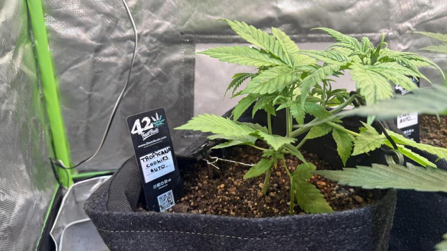 Fast Buds - Tropicana cookies Auto. Week 3 - Día 20