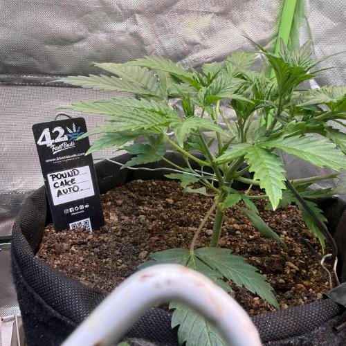 Pound Cake Auto. Week 3