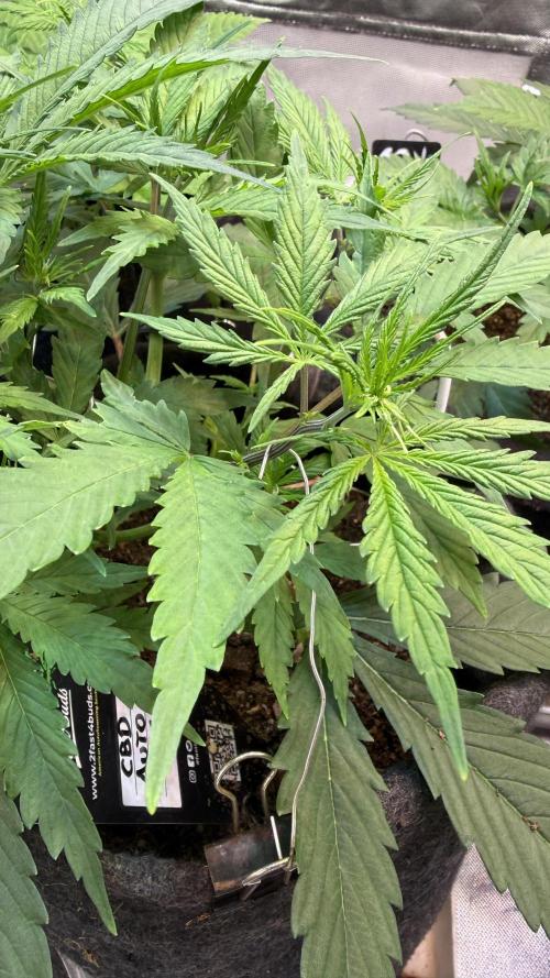 CBD AUTO 20:1. Week 3 - Día 21