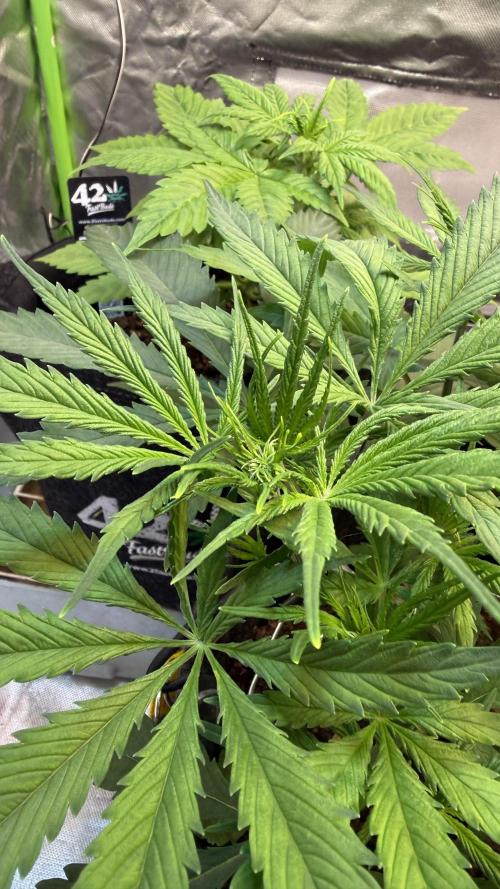 CBD AUTO 20:1. Week 3 - Día 21 