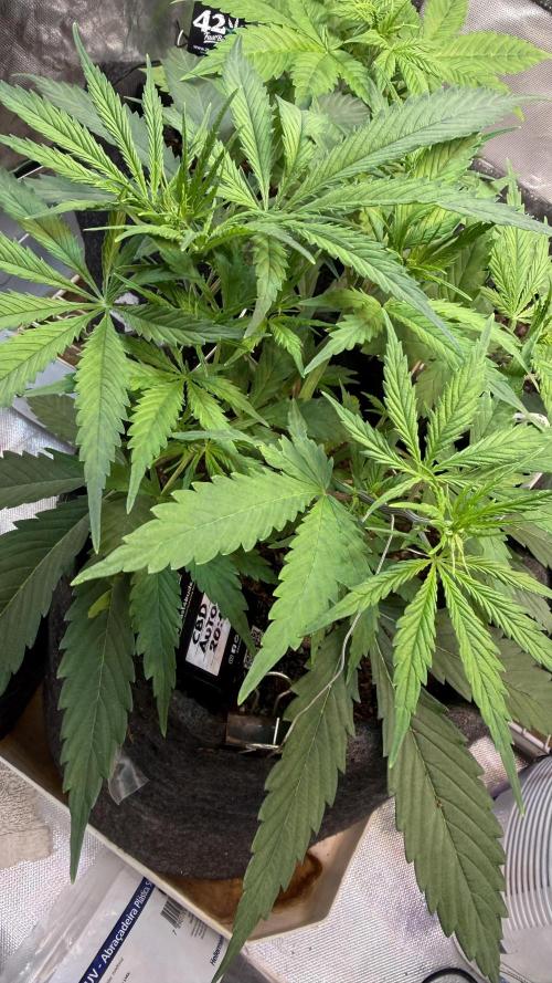 CBD Auto 20:1. Week 3