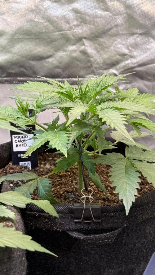 Fast Buds - Pound Cake Auto. Week 3 - Día 21