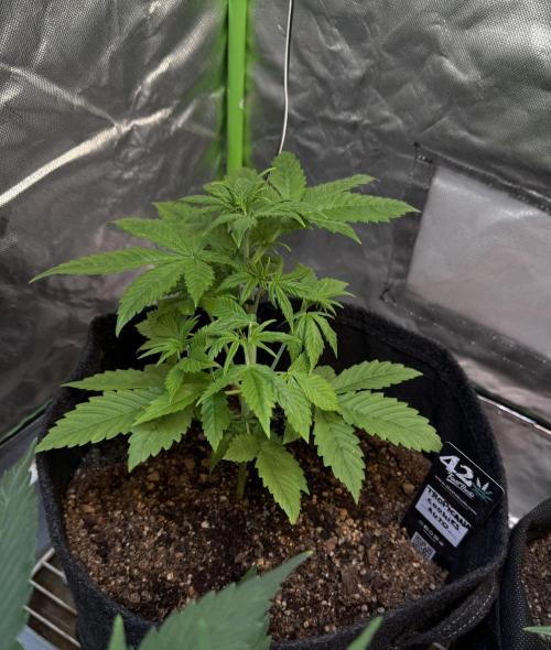 Fast Buds - Tropicana cookies Auto. Week 3 - Día 21