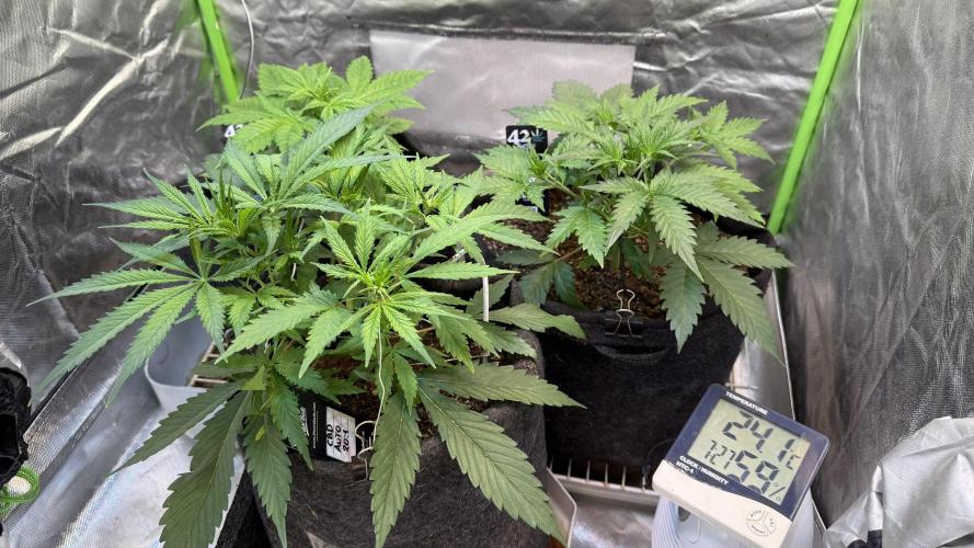 Fast Buds - Tropicana cookies Auto. Week 3 - Día 21 