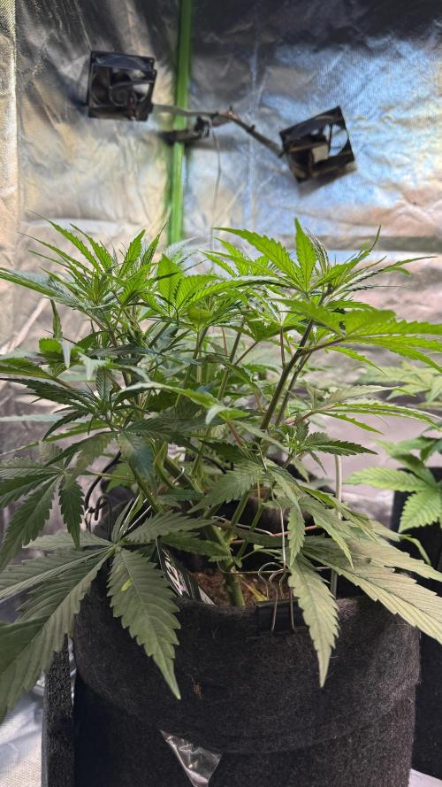 CBD AUTO 20:1. Week 4 - Día 24