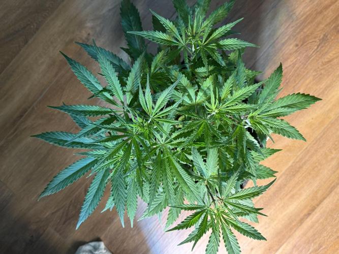 CBD AUTO 20:1. Week 4 - Día 24