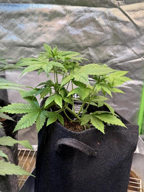 Fast Buds - Tropicana cookies Auto. Week 4 - Día 24