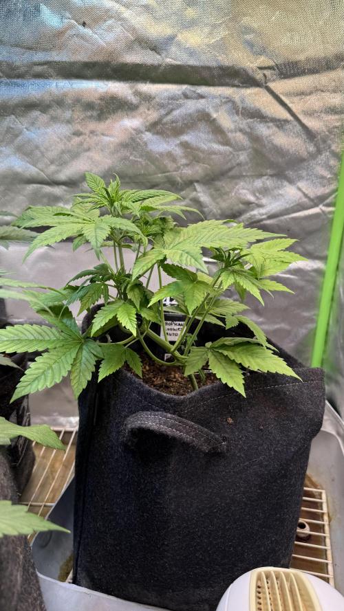 Fast Buds - Tropicana cookies Auto. Week 4 - Día 24