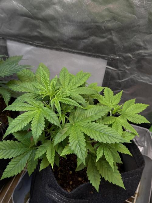 Tropicana Cookies Auto. Week 4