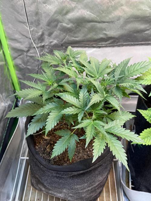 Fast Buds - Pound Cake Auto. Week 4 - Día 24