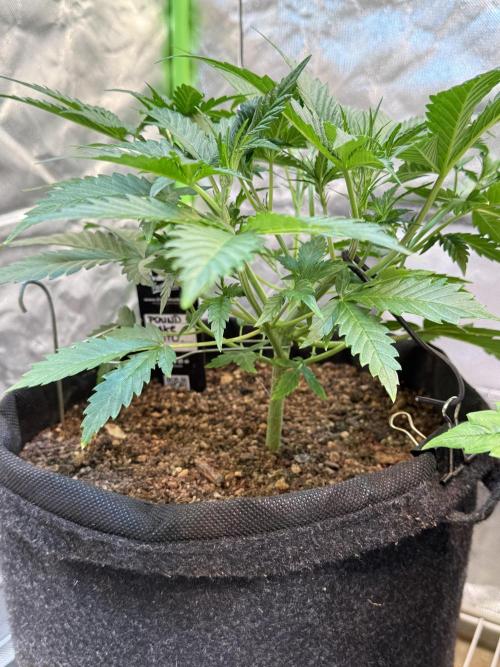 Pound Cake Auto. Week 4