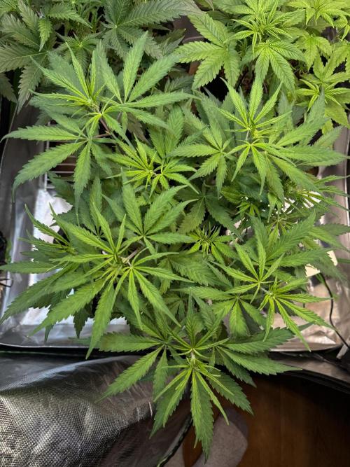 CBD AUTO 20:1. Week 4 - Dia 26