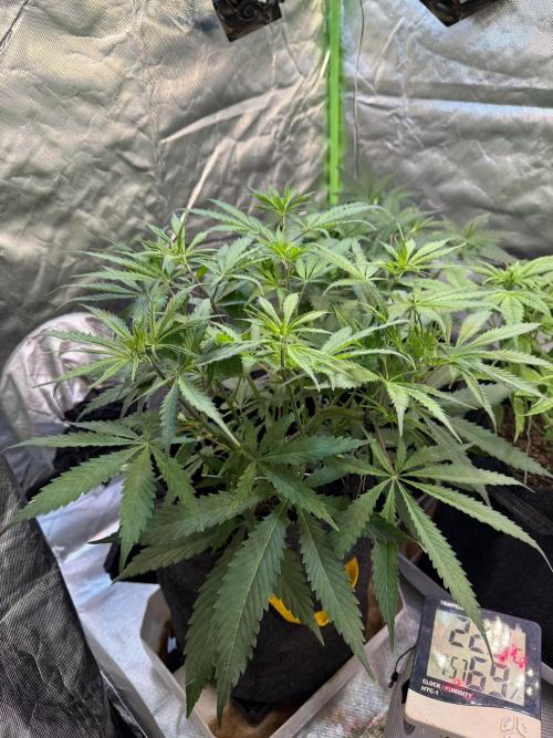 CBD AUTO 20:1. Week 4 - Día 26