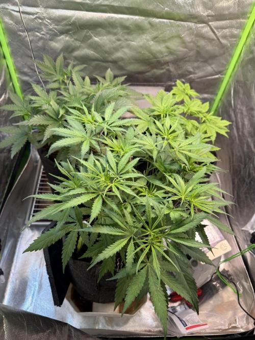 CBD Auto 20:1. Week 4