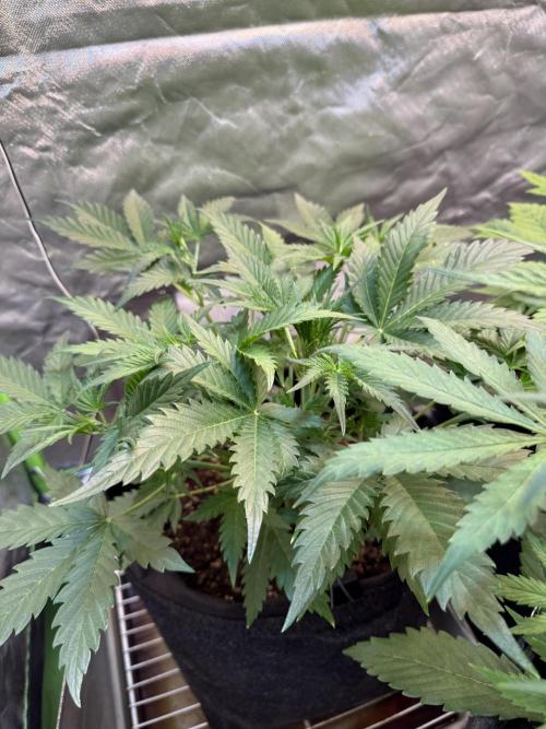 Fast Buds - Pound Cake Auto. Week 4 - Día 26