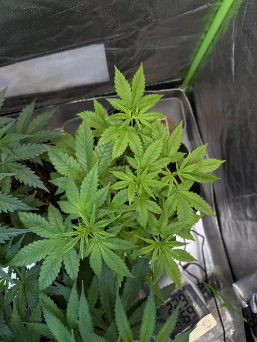 Fast Buds - Tropicana cookies Auto. Week 4 - Día 26