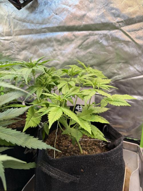 Tropicana Cookies Auto. Week 4
