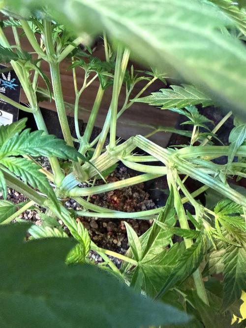 Pound Cake Auto. Week 4