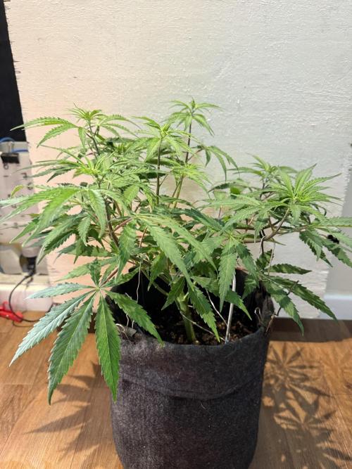 CBD AUTO 20:1. Week 5