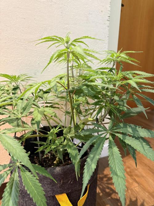 CBD AUTO 20:1. Week 5