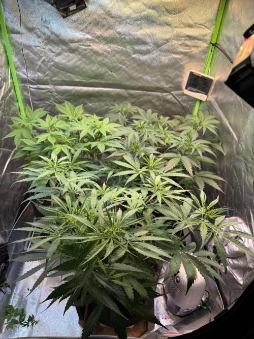 CBD AUTO 20:1. Week 5